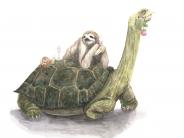 turtle and sloths